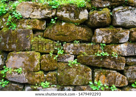 Old stone wall in the moss in the forest. Natural texture, green background.