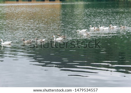 Lake with ducks in the water