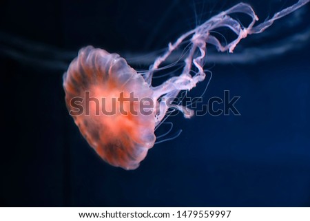 Jellyfish with their long tendrils, which look soft but can sting