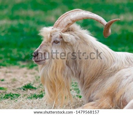 The Kiko is a breed of meat goat from New Zealand. Kiko is the Māori word for flesh or meat. Royalty-Free Stock Photo #1479568157