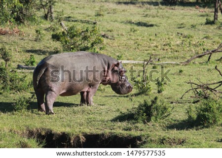 Hippopotamus getting out of the water in the savannah. Naboisho Conservancy, Masai Mara, Kenya.
