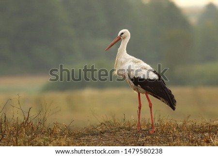 European white stork (Ciconia ciconia) in Poland field.