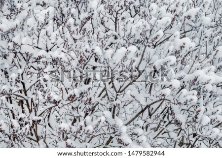 Winter background of tree branches covered  snow. In the winter after a blizzard