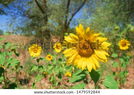 Fresh Sun Flower at farm 