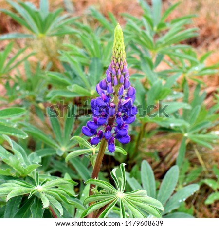 Lonely purple lupine in the autumn field.Against the background of dead grass.
