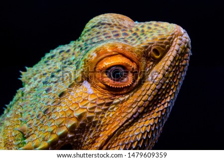 Stunning close up picture of an orange bearded gecko's head looking upwards with a green studio light on it and a black background to make the colors of it's cool textured skin pop out.