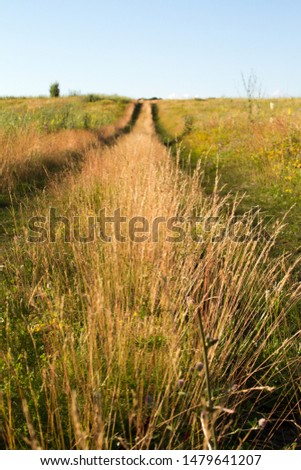 Close up two-track dirt road in a flowering grassy meadow against a blue sky, selective focus