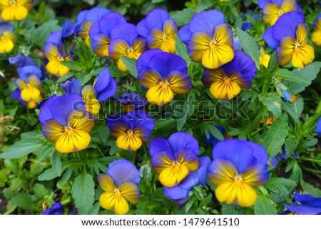 Close-up of beautiful blooming pansies in the garden