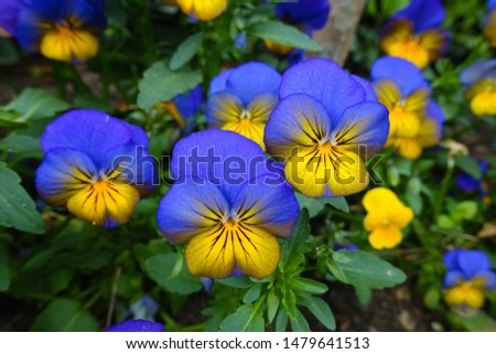 Close-up of beautiful blooming pansies in the garden