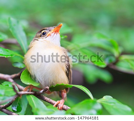  Bird squab learn to fly  (Common Tailorbird) southeast asia and asian thailand
