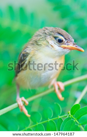  Bird squab learn to fly  (Common Tailorbird) southeast asia and asian thailand
