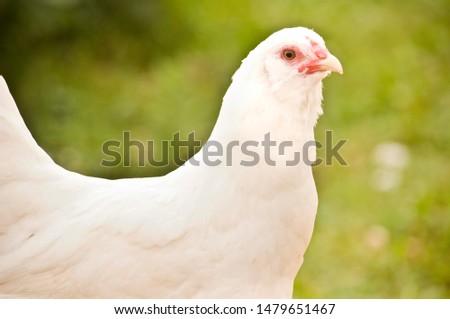 Portrait of a white chicken breed ameraucana on a blurred green background.