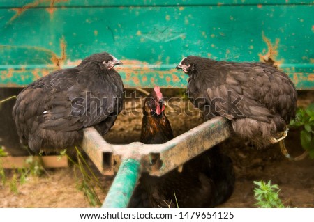 Photo of two black chickens sitting on a green car trailer.