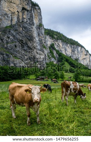 Cows in the mountains valley, Grindelwald Switzerland