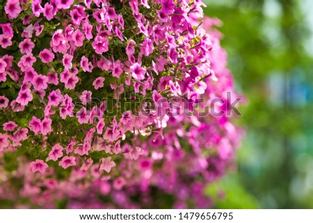 Pretty pink lavender tiny green flowers in a hanging basket outdoors in the spring summertime. Royalty-Free Stock Photo #1479656795