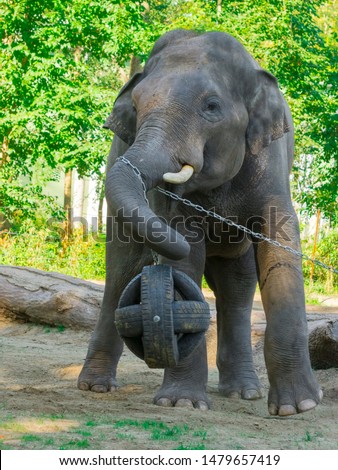 Asian elephant bulls are playing with a ball