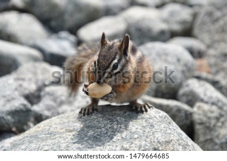 Chipmunk eating a peanut near Joffre Lake in British Columbia.