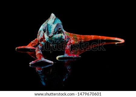 Full body shot of a colorful, blue, white and red panther chameleon facing the camera while standing on a black mirror where its reflection can be seen.