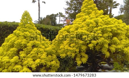Yellow Aeonium Succulent Flowering Plant