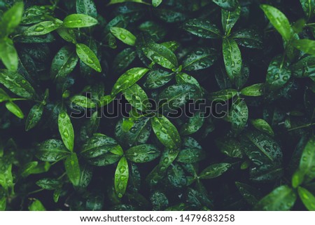 Green foliage with small leaves glistening with raindrops.
