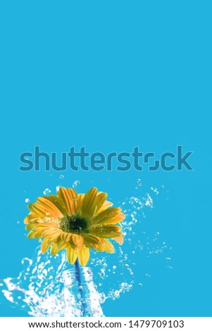 yellow gerbera flower with water splash on blue background