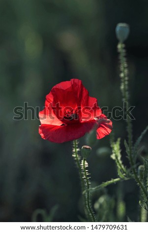 incredibly beautiful red poppy flower growing in the garden, magic light and shadow on the bud