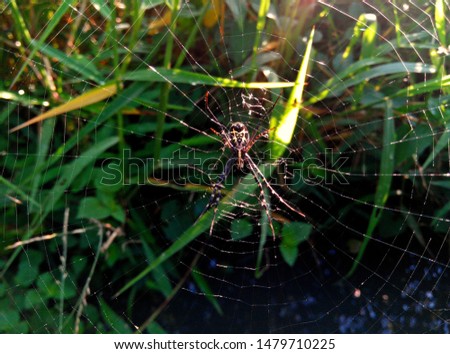 a small spider above a cobweb, in a small river, in green, natural and cool fields