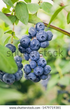 Blueberries - delicious, healthy berry fruit. Vaccinium corymbosum, high huckleberry, blush with an abundance of berry crop. Blue ripe fruit on the healthy green plant in the  orchard.

 Royalty-Free Stock Photo #1479719381