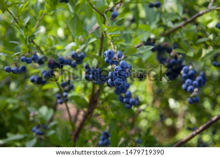 Blueberries - delicious, healthy berry fruit. Vaccinium corymbosum, high huckleberry, blush with an abundance of berry crop. Blue ripe fruit on the healthy green plant in the  orchard.

 Royalty-Free Stock Photo #1479719390