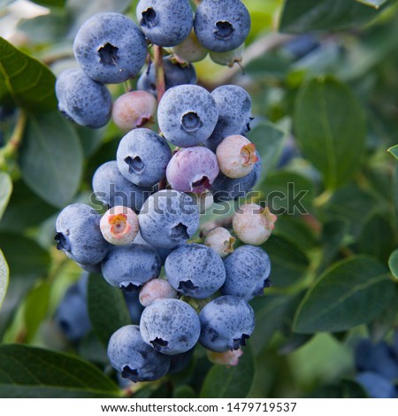 Blueberries - Vaccinium corymbosum, high huckleberry, blush with abundance of crop. Blue ripe berries fruit on the healthy green plant. Food plantation - blueberry field, orchard. Royalty-Free Stock Photo #1479719537