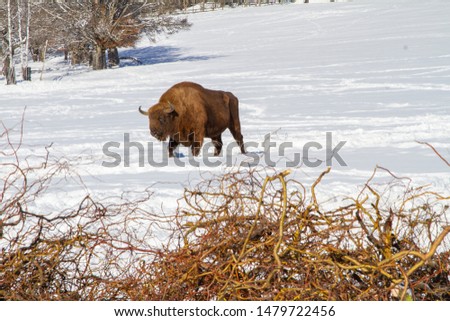 This buffalo is part of a herd on a farm in Kristanov, Czech Republic, near the Sumava national park. They are bred for genetic diversity, also for meat. Its food is in the front of the picture.