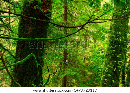 a picture of an exterior Pacific Northwest forest