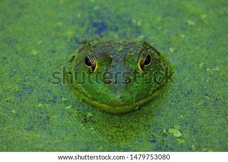 Green frog trying to blend in
