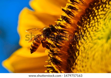honey bee perch on sunflower