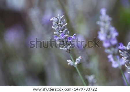 Lavender flowers on the background in soft focus.