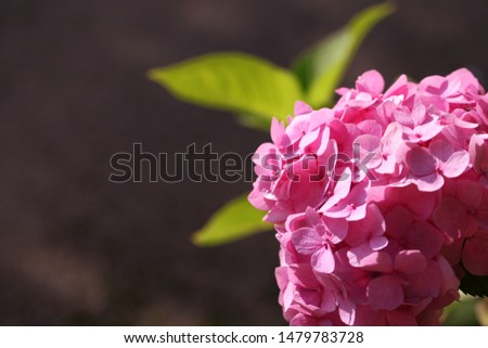 Hydrangea Pink Flower Petals. Botanical background.