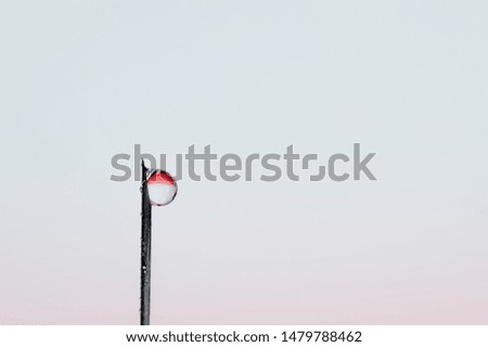 water drops on the tip of the needle in red and white.  the concept of an Indonesian national flag picture