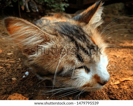 Lying tabby ginger cat isolated on brown background.

