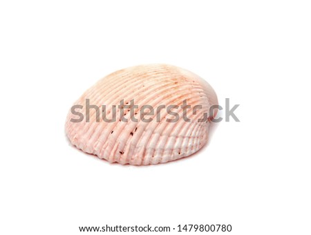 Sea shell upside cockles from the beach isolated on white background