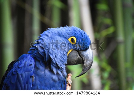 Hyacinth macaw looks at camera