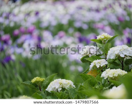 A garden full of beautiful irises