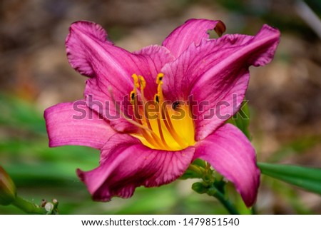 pink flower in full bloom