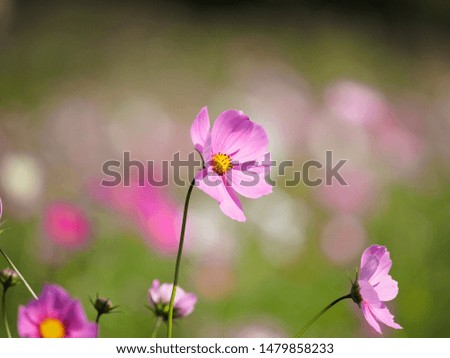 
Colorfully blooming cosmos flower field