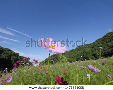 Colorfully blooming cosmos flower field