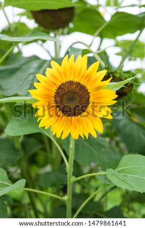 Sunflower is a summer feature.