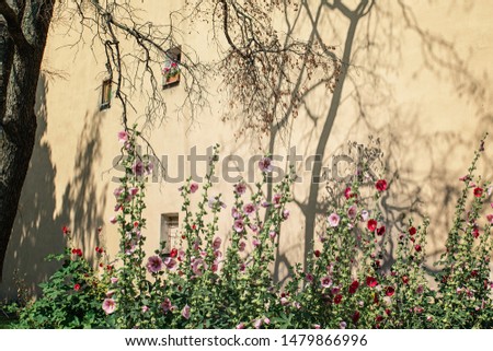 Reflection on the wall of tree branches and flowers