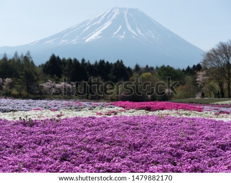 Shibazakura and Mt.Fuji dyed in pink