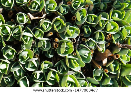 Sedum or hylotelephium spectabile green plant background