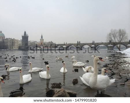 White swans at river bank with Charles Bridge background in Prague, Czech Republic, with dull weather in winter