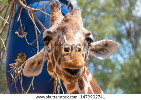 Giraffe on a summer day in the park. Portrait of a cute giraffe. Funny animal.